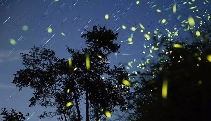 红树林夜晚有萤火虫