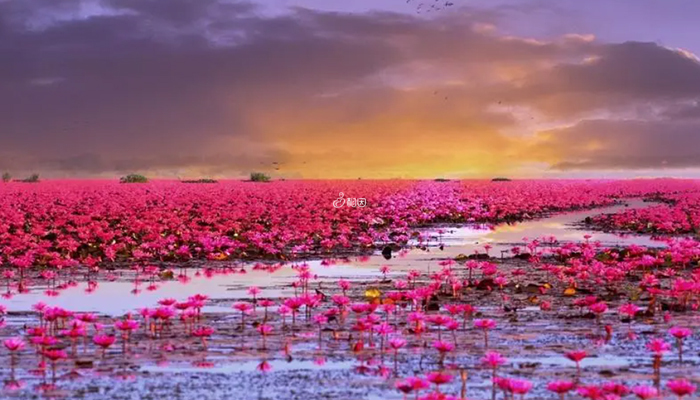 泰国红莲湖
