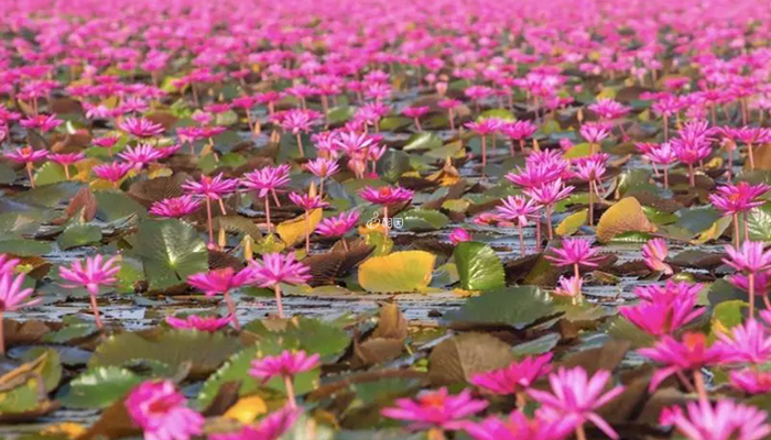 泰国红莲湖是世界十大奇迹之一