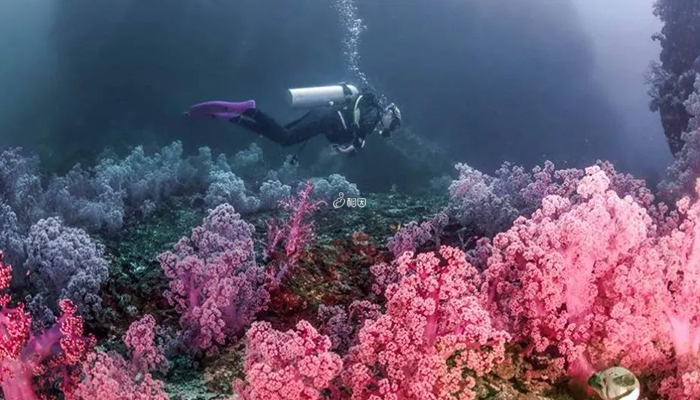 兰达岛珊瑚礁