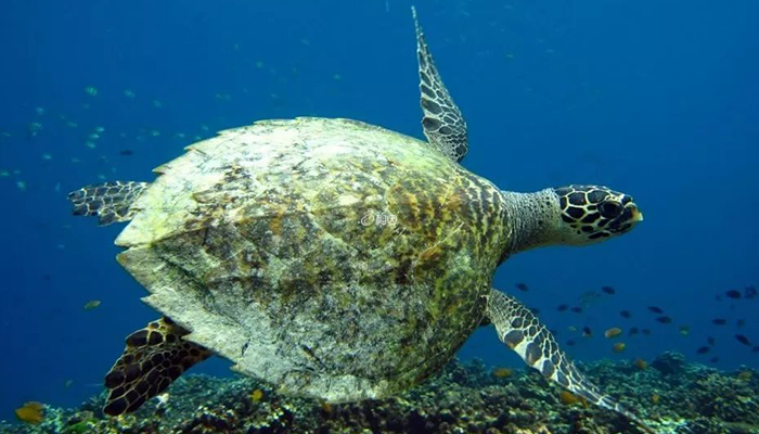 素林群岛可与海龟一起游泳