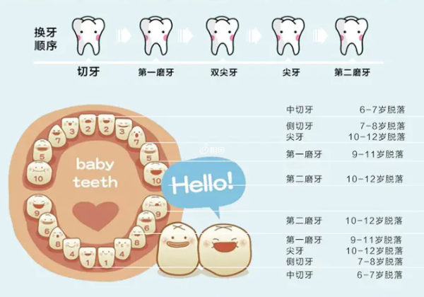 儿童牙齿更换顺序图