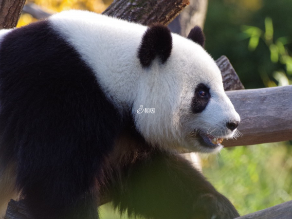 梦见熊猫是好兆头