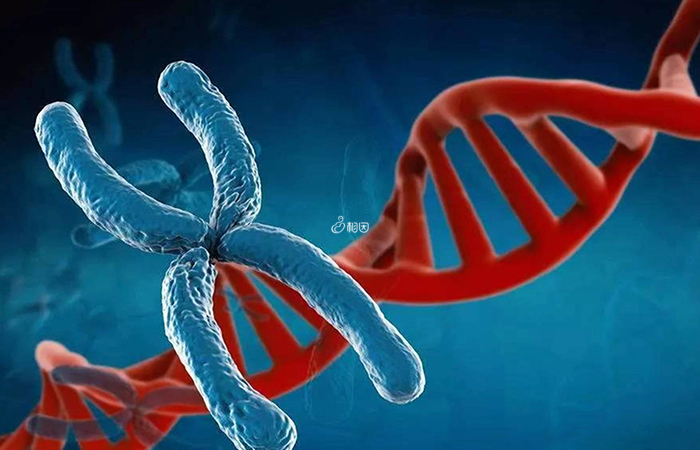 无创DNA是指无创DNA产前检测技术