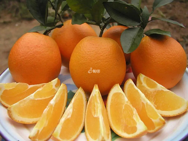 怀孕可以吃橙子