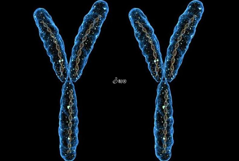 胚胎染色体16号三体是不是遗传
