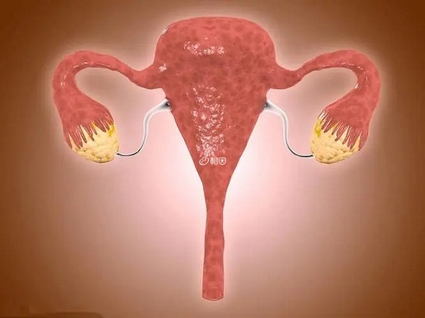 松康泉有改善卵巢功能的功效