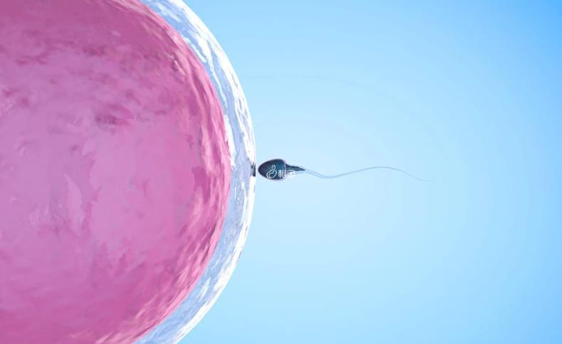 胚胎着床点是不是胎盘位置