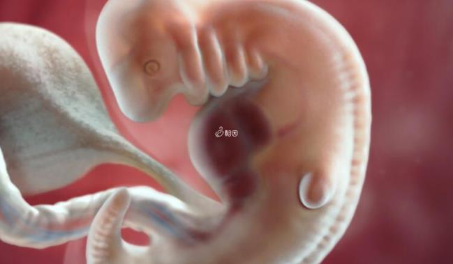 胚胎移植后一周心跳很快正不正常