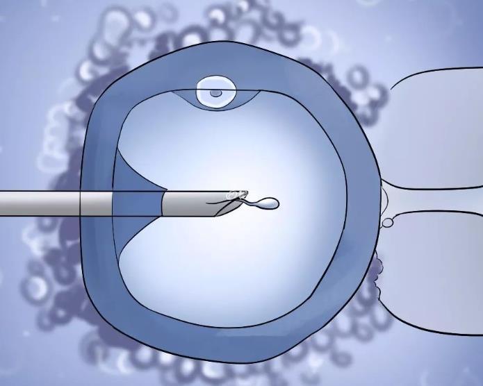 为什么囊胚移植有可能产生双胞胎呢