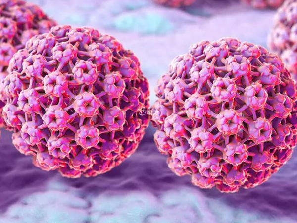 HPV52型病毒不是最难治疗的