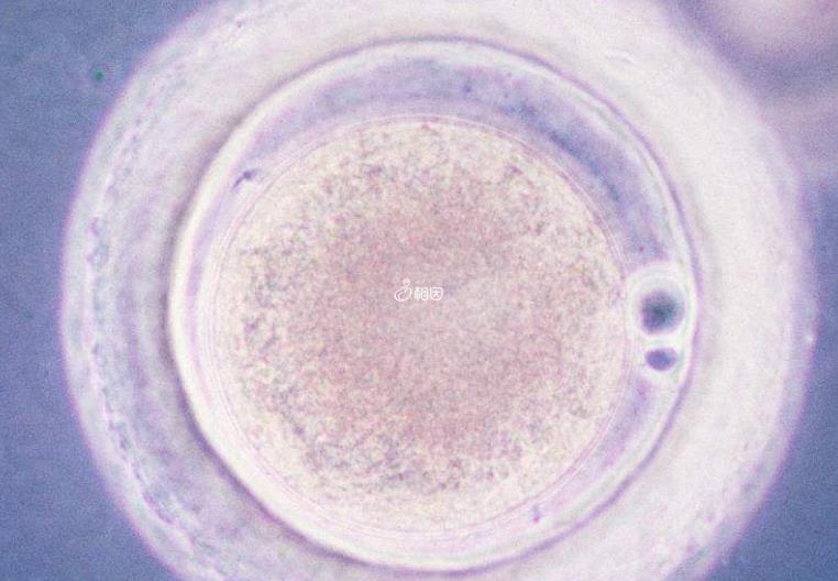 囊胚移植11天能不能测出来很浅的印子