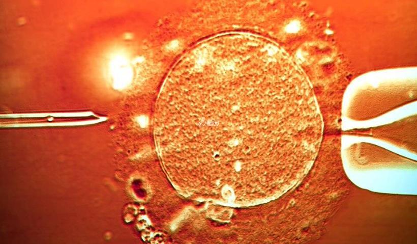 4细胞1级胚胎是不是优胚