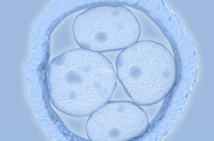免疫系统排斥胚胎如何解决