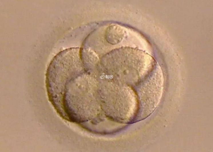 囊胚移植第九天能不能测出来