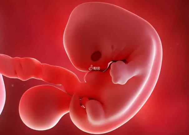 第三代试管需不需要植入两个胚胎