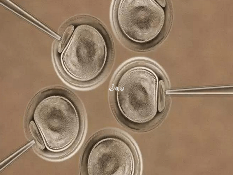 4bb囊胚移植着床反应