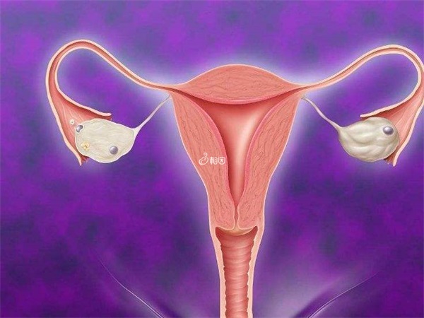 胎儿臀位与孕妇子宫异常有关