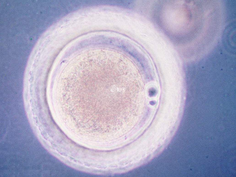 4aa的囊胚是不是很少见