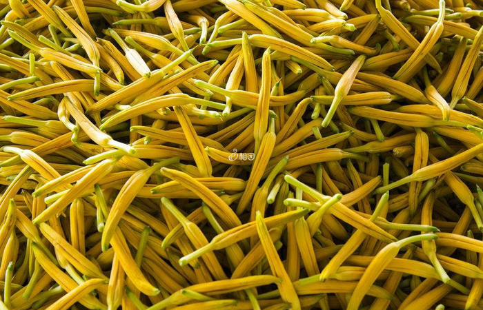 新鲜的黄花菜中含有秋水仙碱