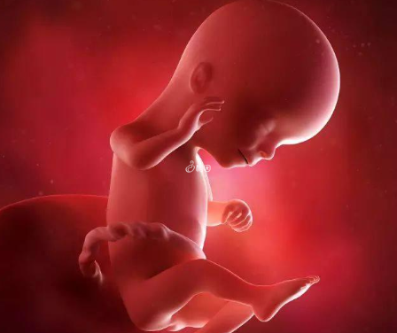超声波扫描能看出胎儿性别