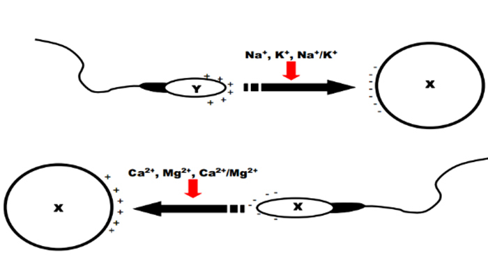 钙镁离子容易与x精子结合