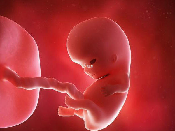 胎儿留级和母亲的体质没有关联