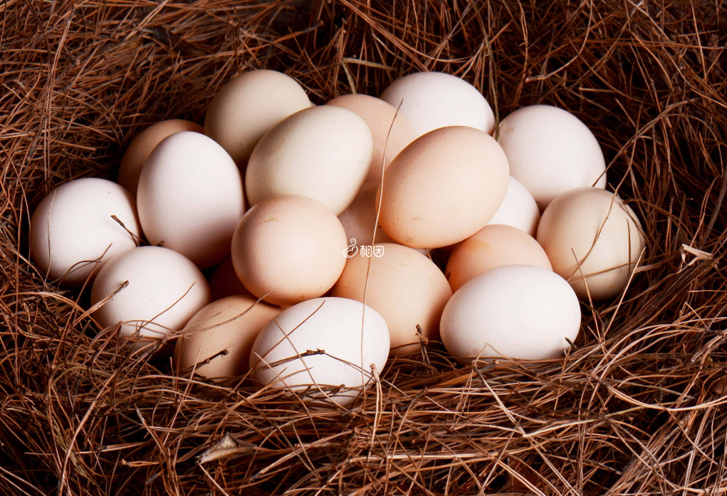 胎儿偏小多吃鸡蛋等高蛋白食物