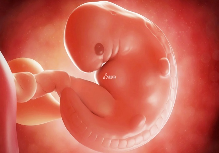 孕妇体内激素水平不稳定就会出现误诊无胎心