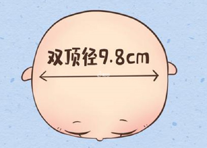 双顶径是胎儿头部左右两侧之间最宽部位的长度
