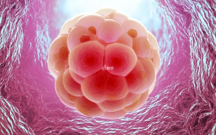 试管移植期间吃屈他维林片能促进胚胎着床