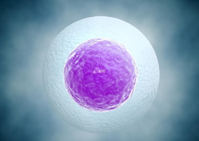 只有3个卵泡提高卵子质量会更容易受孕