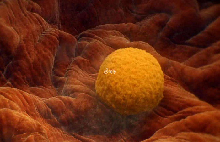 胚胎移植后出现褐色分泌物可能是着床的症状