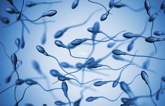 勃锐精具有促进精子成熟并完善其功能的功效