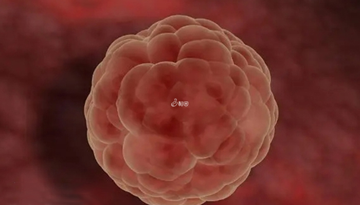 鲜胚移植第二天会继续分裂发育成囊胚