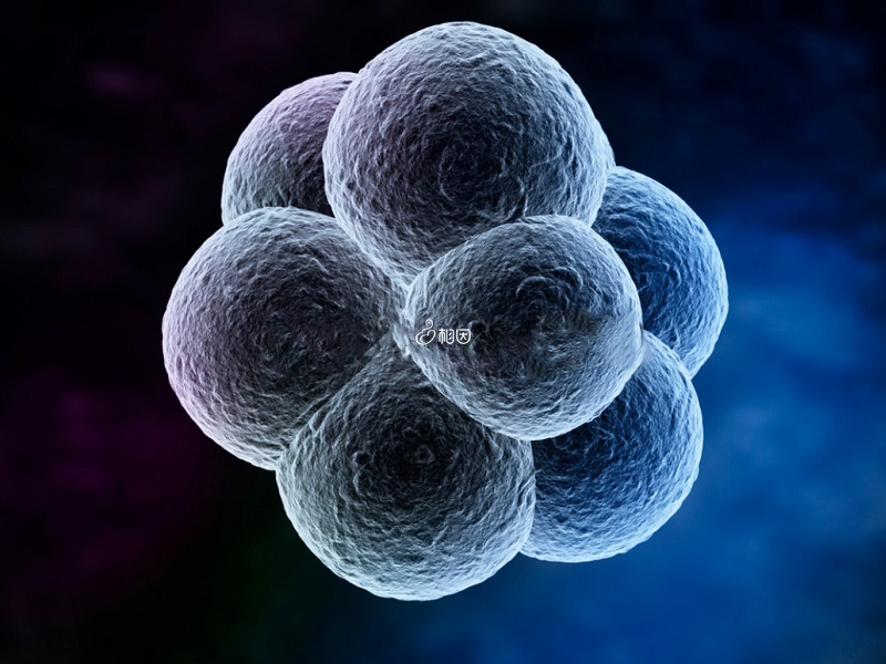 12细胞胚胎发育过快