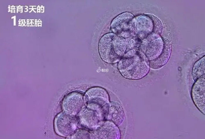 3天胚胎等级根据细胞大小、数量、碎片率划分