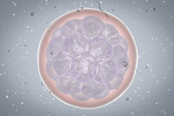 胚胎质量好坏和试管婴儿成功率有关系
