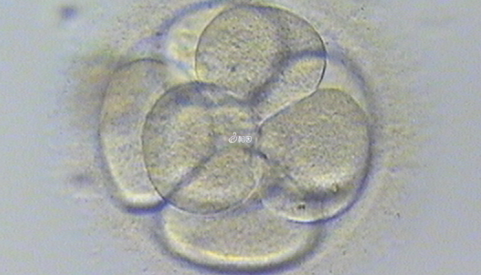 胚胎评分前面的数字表示细胞数
