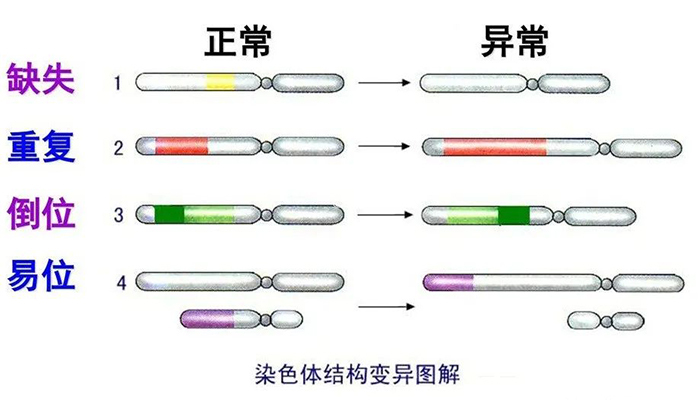 染色体结构变异分为4种类型