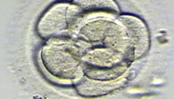 811与8A是同一个胚胎的评分