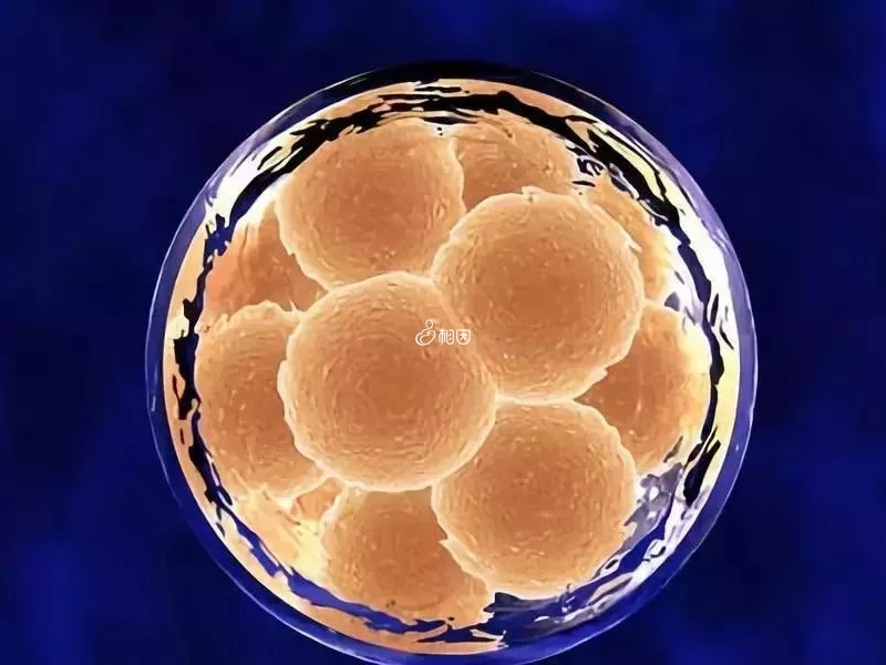 胚胎配成率取决于精卵质量