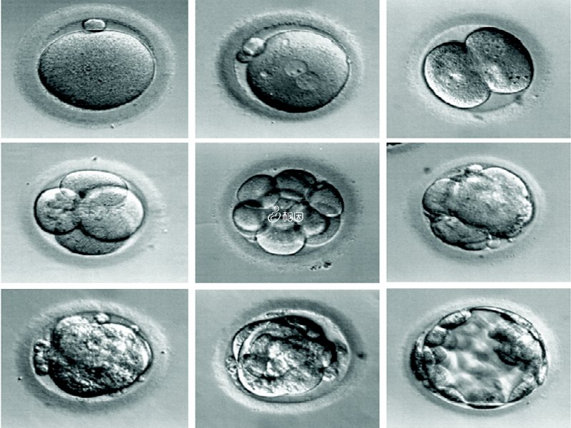 8细胞胚胎质量好
