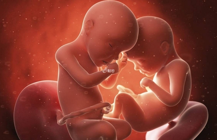 囊胚在发育过程中分化成两个胚胎的几率并不大