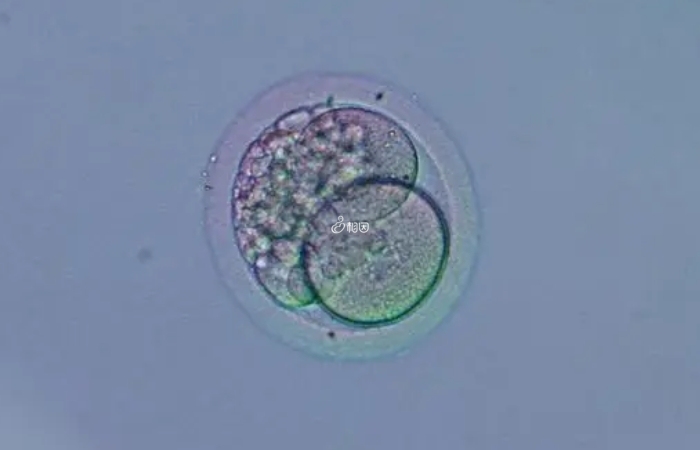 囊胚培养可以选择更具有发育潜能的胚胎