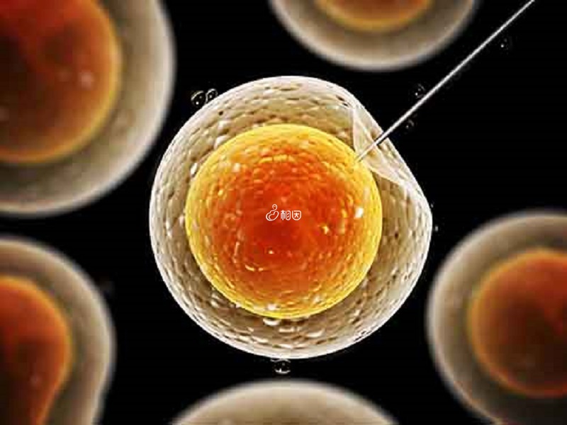 不同等级的6细胞胚胎养囊结果不同