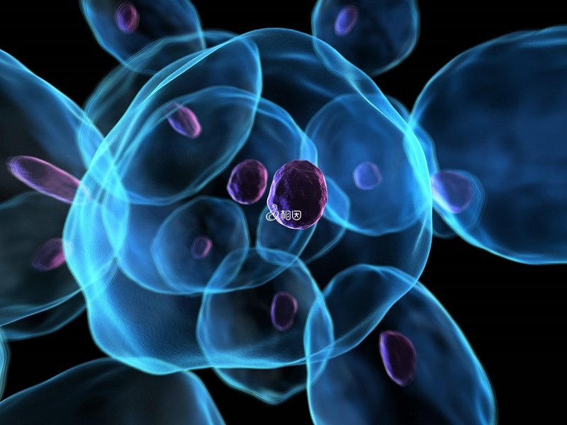 nk细胞属于淋巴细胞的一种