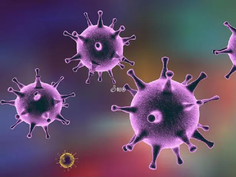 巨细胞病毒属于疱疹病毒