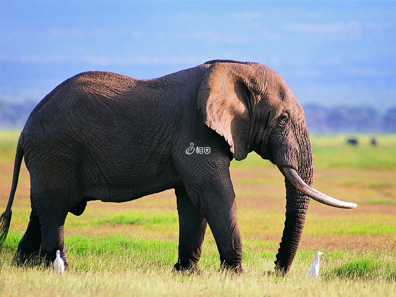 大象象征着社会地位坚不可摧