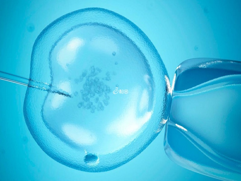 胚胎需要培养5天才成囊胚